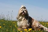 SHIH TZU 291